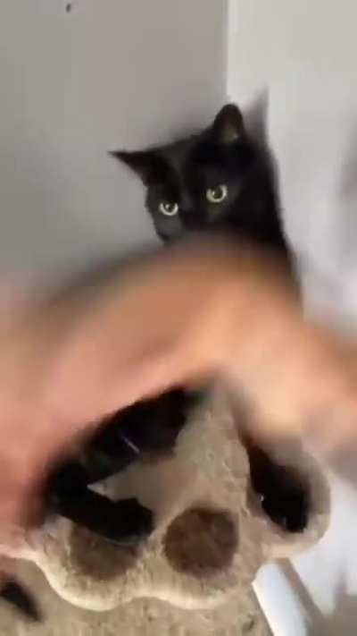 man and cat fight