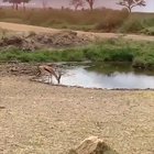 🔥 Gazelle Jukes Lion Into Another Dimension 🔥