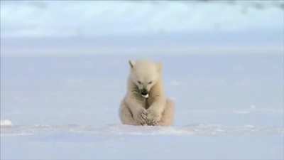 Seal Accidentally Scares Baby Polar Bear