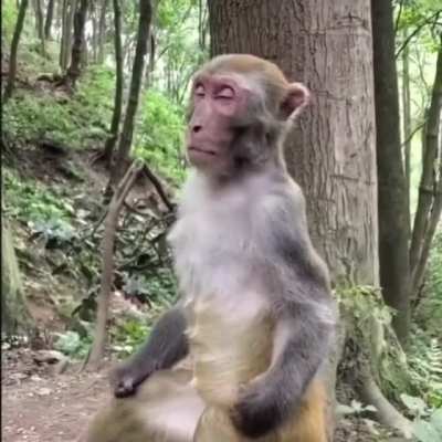 The Meditating monkey♥️ Jai Hanuman