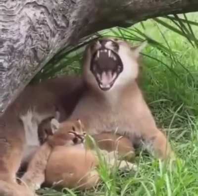 Found this video