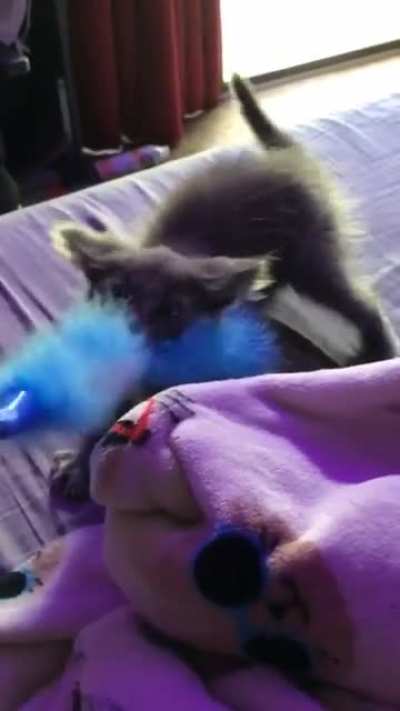 i’m convinced smokey thinks he’s a dog