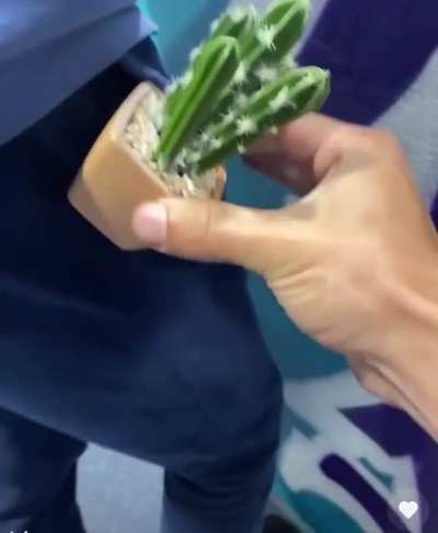 Cactus Jackass
