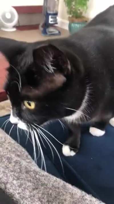 Snacks demands pets