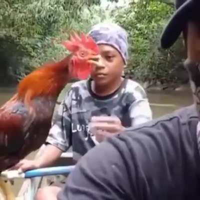 Poor chicken