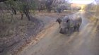 Baby rhino tries to frolick like his sheep friend.