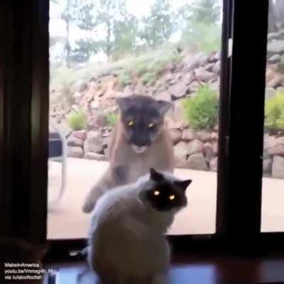 Такие разные Котики