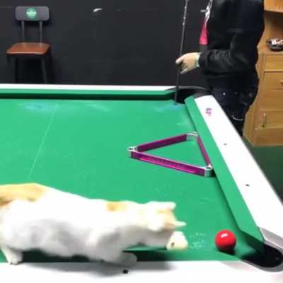 Trickshot?