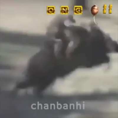 Fofo