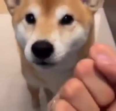 dog destroyed