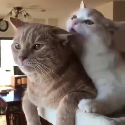 Alice bites Tom's ear