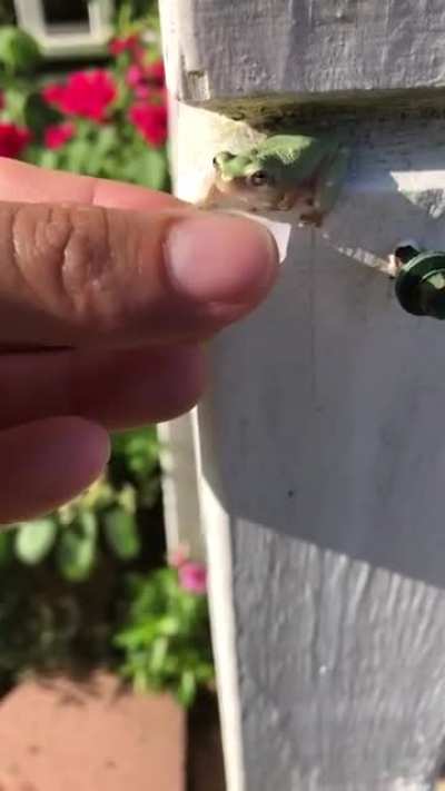 Frog goes for a body dive instead of a drink
