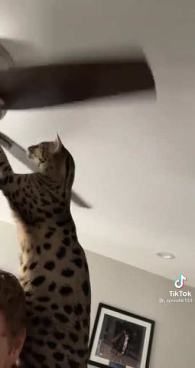 BONK