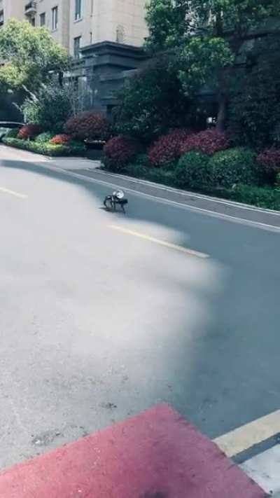 Robot Dog During Shanghai Lockdown