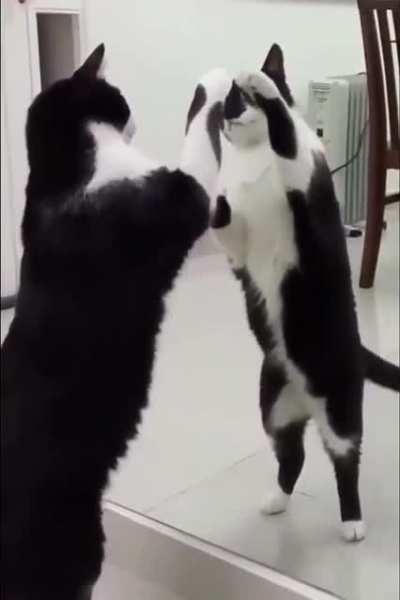 Cute Cat and a Mirror