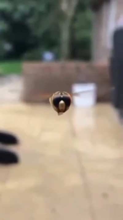 Perfectly cute bee