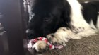 The best bros (135 lbs and 5 lbs)