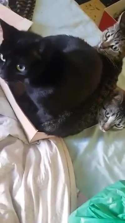 If it fits, w3 sits