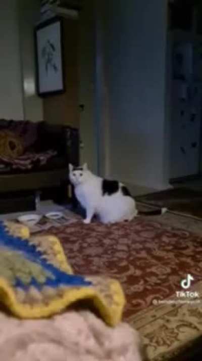 Chonker is always watching