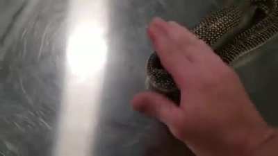 The snake that swallowed itself
