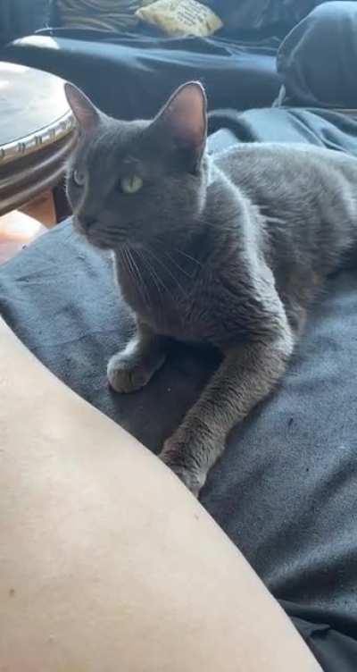 PUT ME DOWN HUMAN