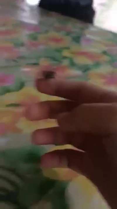 Tiny spider