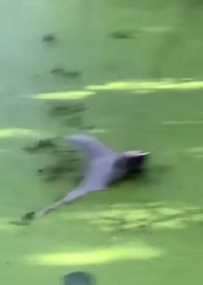 Great blue heron