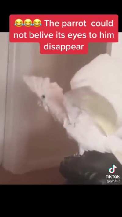 Parrot gets angry at magic trick