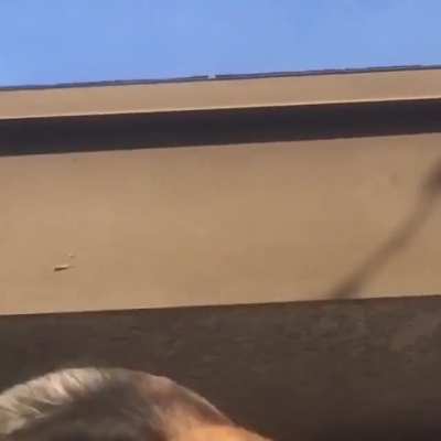 It’s a roof kitty
