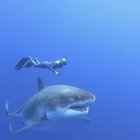 🔥 Ocean Ramsey and her team encountered this 20 ft Great White Shark near the island of Oahu, Hawaii. It is believed to be the biggest ever recorded