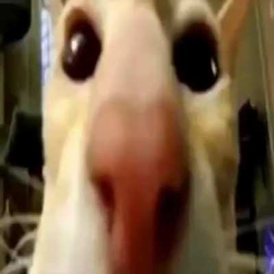 Ginga ginga