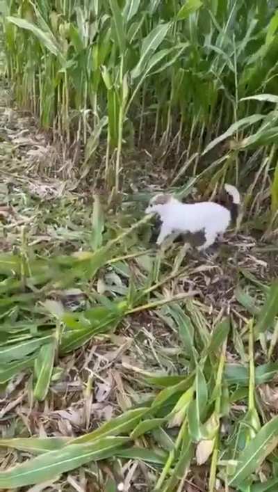 Anti Farm Dog