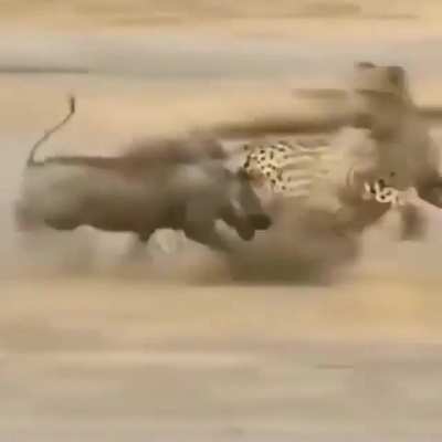 Cheetah Vs Warthog