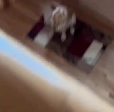 Dog thought he was home alone