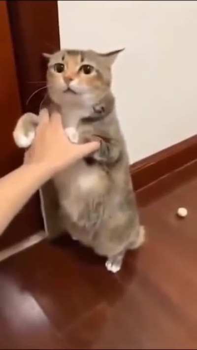 Is your cat ok?