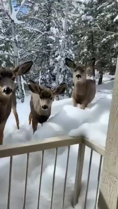 They are here again and are already looking forward to the arrival of Christmas.