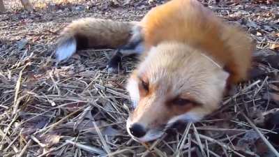 Cute Fox
