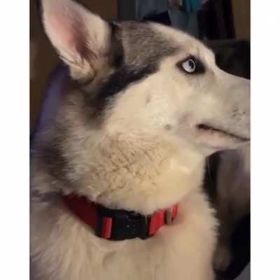 Who chew the headset