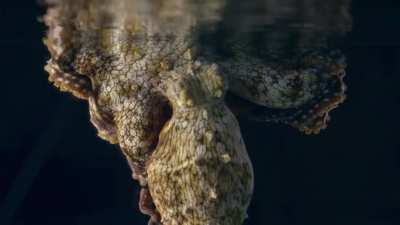 🔥An octopus dreaming