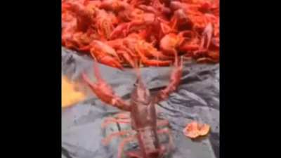 The Last Lobster 
