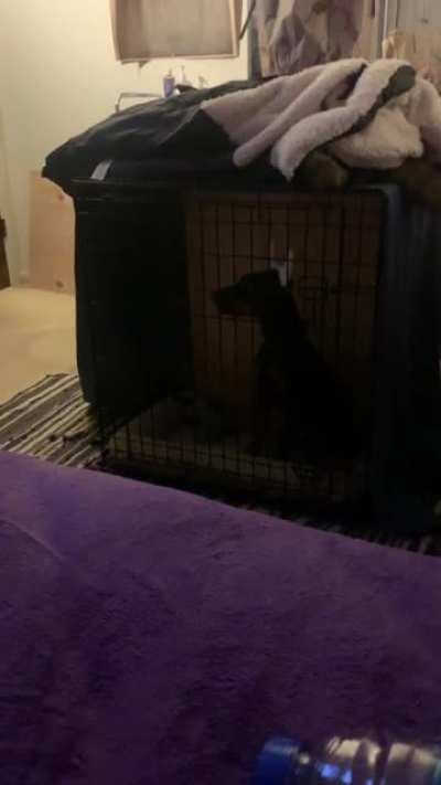 Anybody else’s Dobie enjoy Anime? 😂