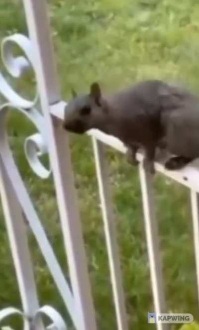 squirrel said 
