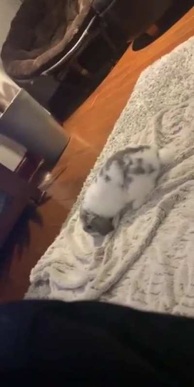 A hard roll