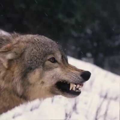 I found 70 images of wolves and made this!