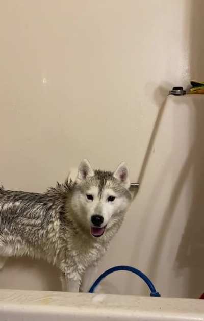 Gave my velociraptor a bath today.