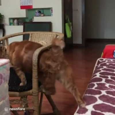 It’s hard to jump on the chair (x-post r/Therewasanattempt)