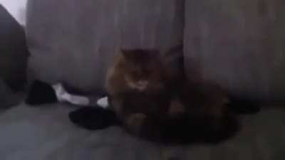 Heil Cat