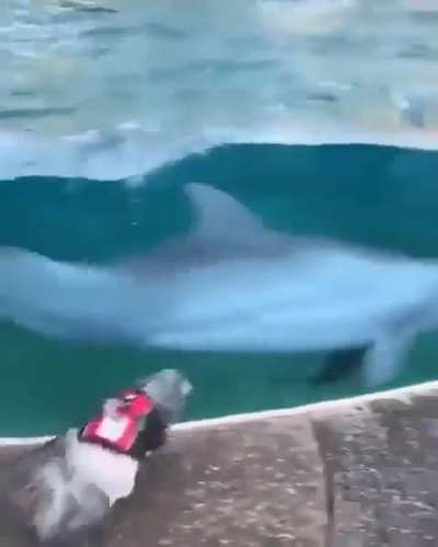 Making new friends