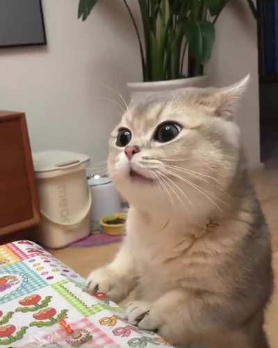 my cat think it’s human