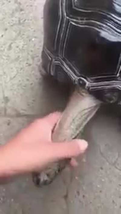 Thanks, I hate turtles